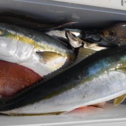 遊漁船 新鋭丸 釣果