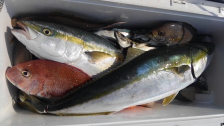 遊漁船 新鋭丸 釣果