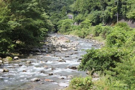 狩野川(狩野川漁業協同組合) 釣果