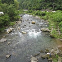 狩野川(狩野川漁業協同組合) 釣果