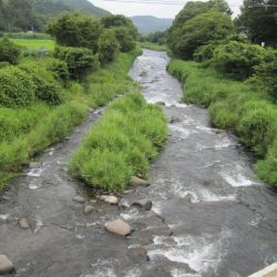 狩野川(狩野川漁業協同組合) 釣果