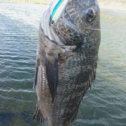 長崎県 チヌトップゲーム　毎朝出勤前の釣行が日課！【さとし氏連載 vol.1】