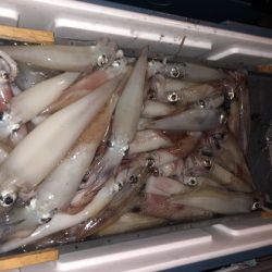 幸風（さちかぜ） 釣果