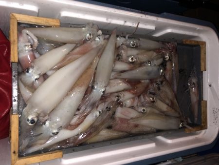 幸風（さちかぜ） 釣果