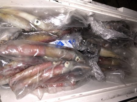 幸風（さちかぜ） 釣果