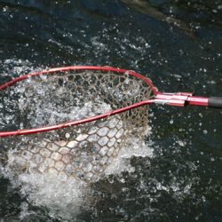 小菅トラウトガーデン 釣果
