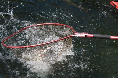 小菅トラウトガーデン 釣果