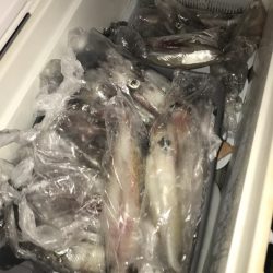 寿裕 （YOSHIHIRO） 釣果