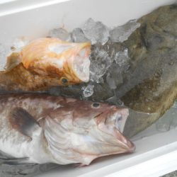 こうゆう丸 釣果