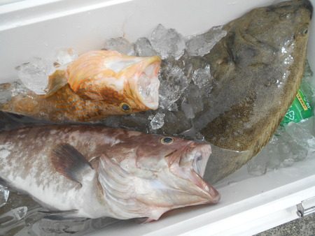 こうゆう丸 釣果