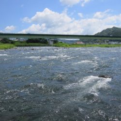 狩野川(狩野川漁業協同組合) 釣果