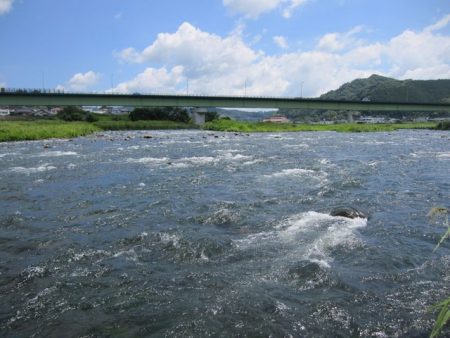狩野川（狩野川漁業協同組合） 釣果