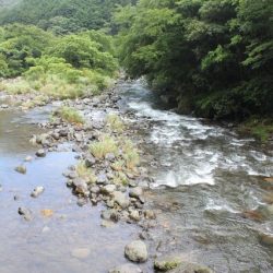 狩野川(狩野川漁業協同組合) 釣果