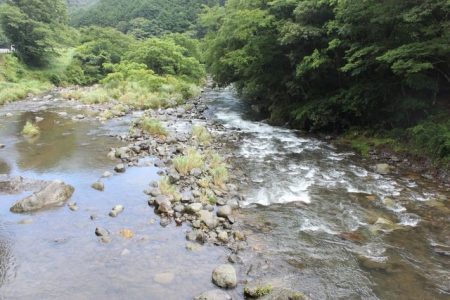 狩野川(狩野川漁業協同組合) 釣果