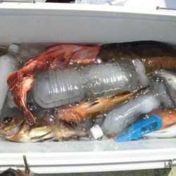 大進丸（新潟） 釣果