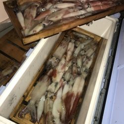 寿裕 （YOSHIHIRO） 釣果