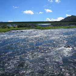 狩野川(狩野川漁業協同組合) 釣果