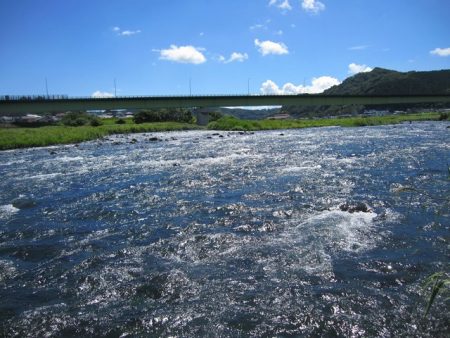 狩野川（狩野川漁業協同組合） 釣果
