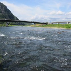 狩野川(狩野川漁業協同組合) 釣果