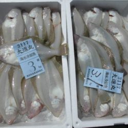 大進丸(新潟) 釣果
