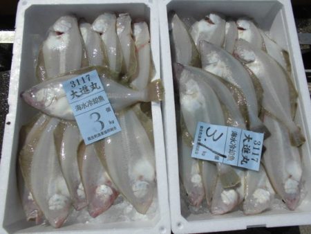 大進丸(新潟) 釣果