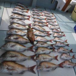 遊漁船 幸友丸 釣果