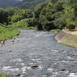 狩野川(狩野川漁業協同組合) 釣果