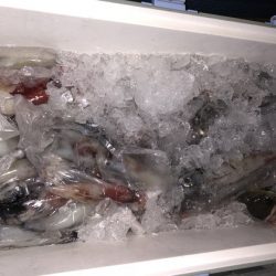 幸風（さちかぜ） 釣果