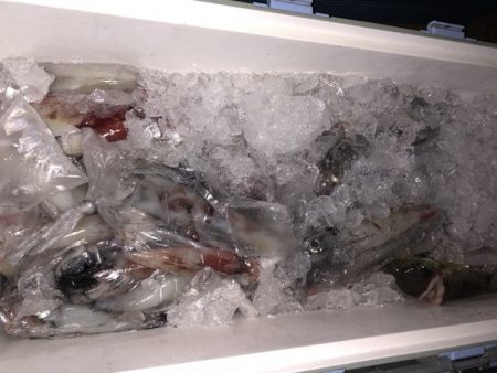 幸風（さちかぜ） 釣果