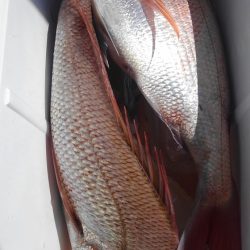 遊漁船 新鋭丸 釣果