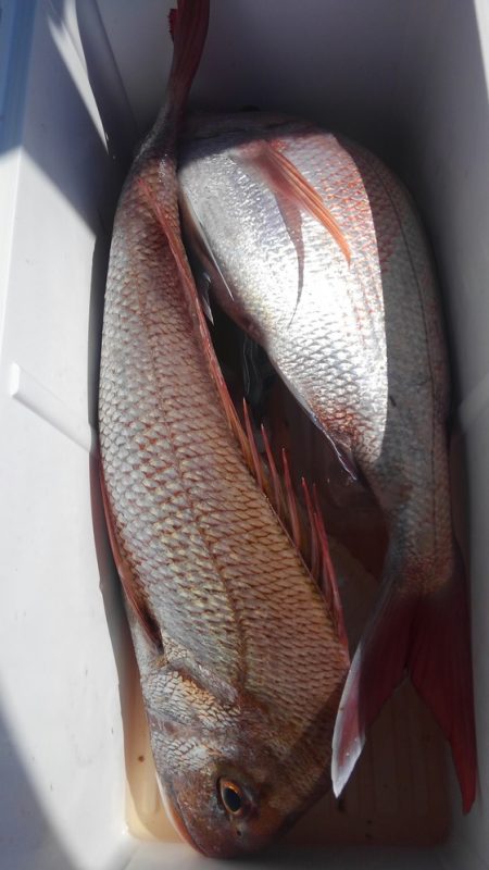 遊漁船 新鋭丸 釣果