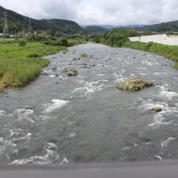 狩野川(狩野川漁業協同組合) 釣果