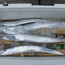 大進丸(新潟) 釣果