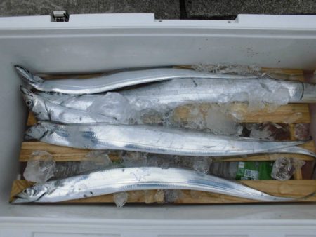 大進丸(新潟) 釣果