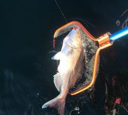 白墨丸 釣果