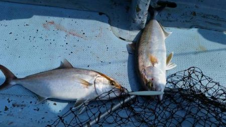 第五慶門丸 釣果