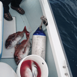 遊漁船ブルーウッズ 釣果