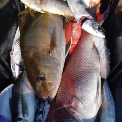 遊漁船 新鋭丸 釣果