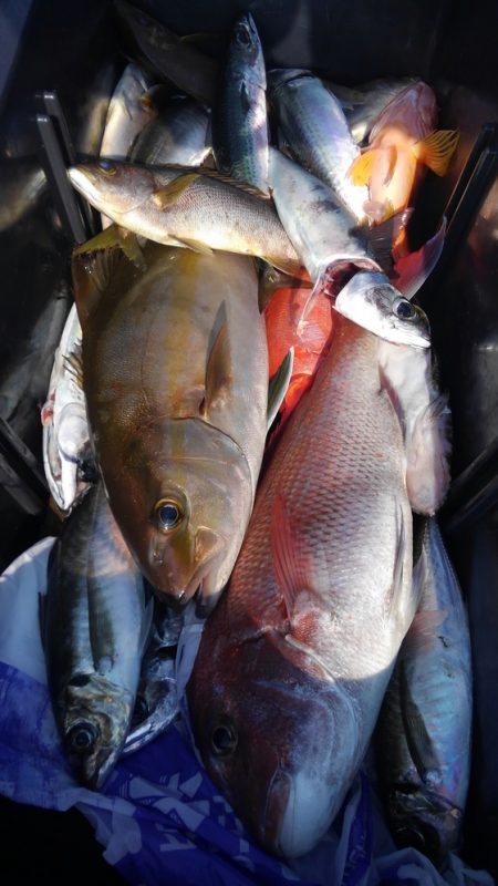 遊漁船 新鋭丸 釣果
