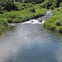 狩野川(狩野川漁業協同組合) 釣果