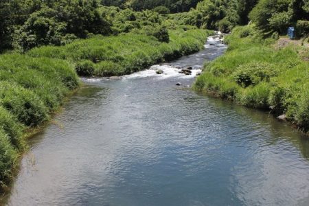 狩野川(狩野川漁業協同組合) 釣果
