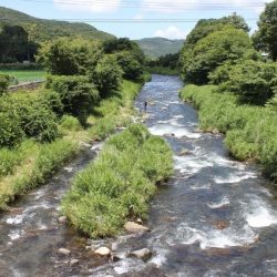 狩野川(狩野川漁業協同組合) 釣果