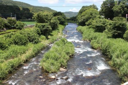 狩野川(狩野川漁業協同組合) 釣果