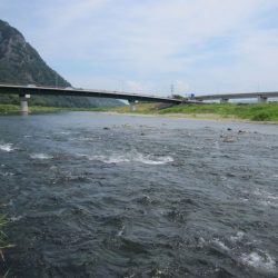 狩野川(狩野川漁業協同組合) 釣果