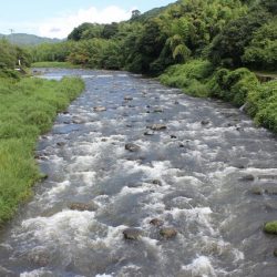 狩野川(狩野川漁業協同組合) 釣果