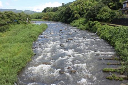 狩野川(狩野川漁業協同組合) 釣果