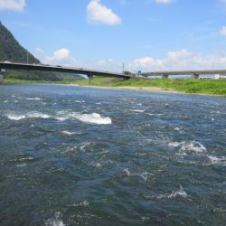 狩野川(狩野川漁業協同組合) 釣果