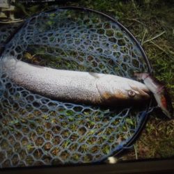 高萩ふれあいの里フィッシングエリア 釣果