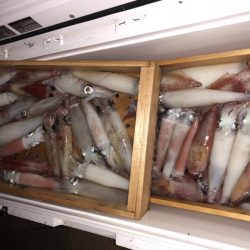 幸風（さちかぜ） 釣果