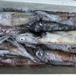 幸風（さちかぜ） 釣果